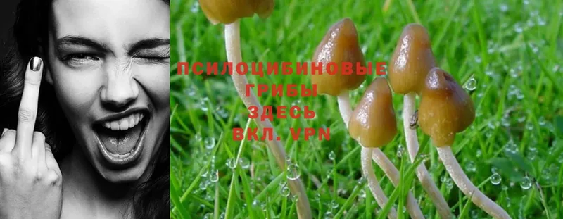 Псилоцибиновые грибы Psilocybine cubensis  Городовиковск 